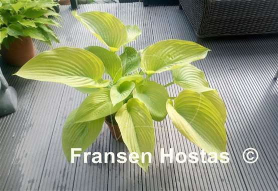 Hosta Wundergold